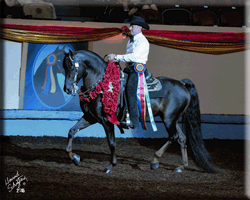 SP Remington